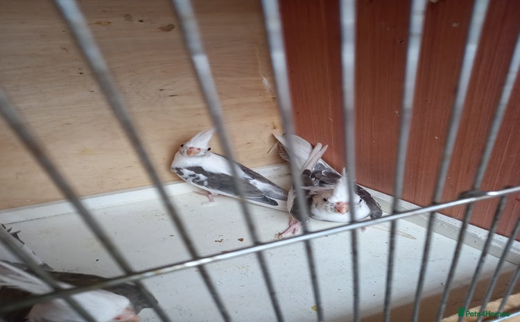 Cockatiels birds - Advert 10