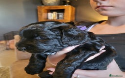 Sproodle dogs for sale: Sproodle puppies - Image 4