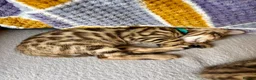 Bengal cats for sale: *READY NOW* Bengal Kittens - Advert 20