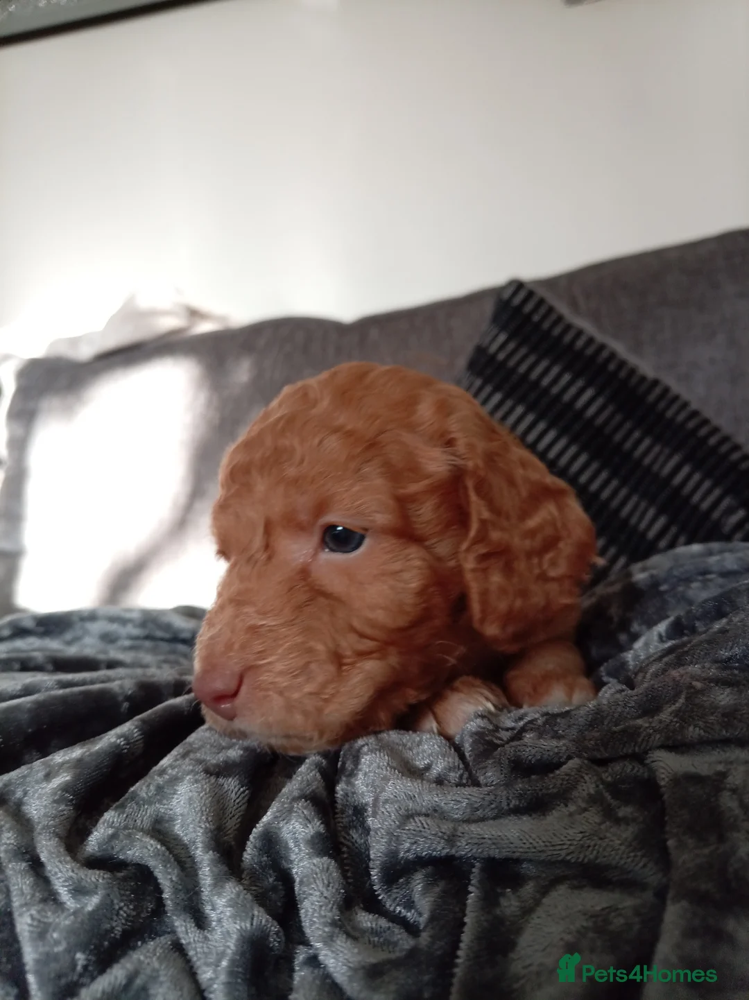 Cockapoo dogs for sale: 8 Beautiful Cockapoo Puppies - Advert 39