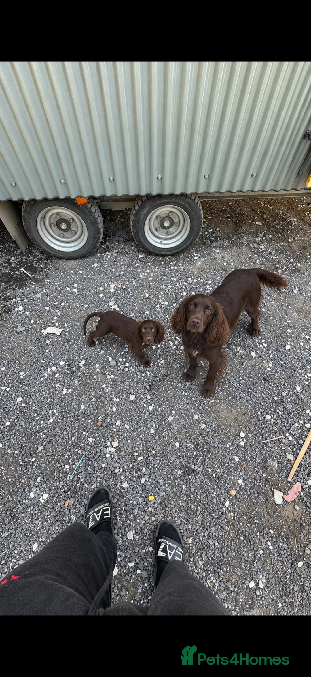 Cocker Spaniel dogs for sale: My little dolly  - Advert 2
