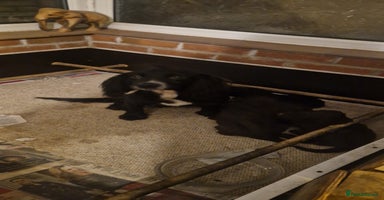 Mixed Breed dogs - Advert 1
