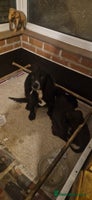 Mixed Breed dogs - Advert 1