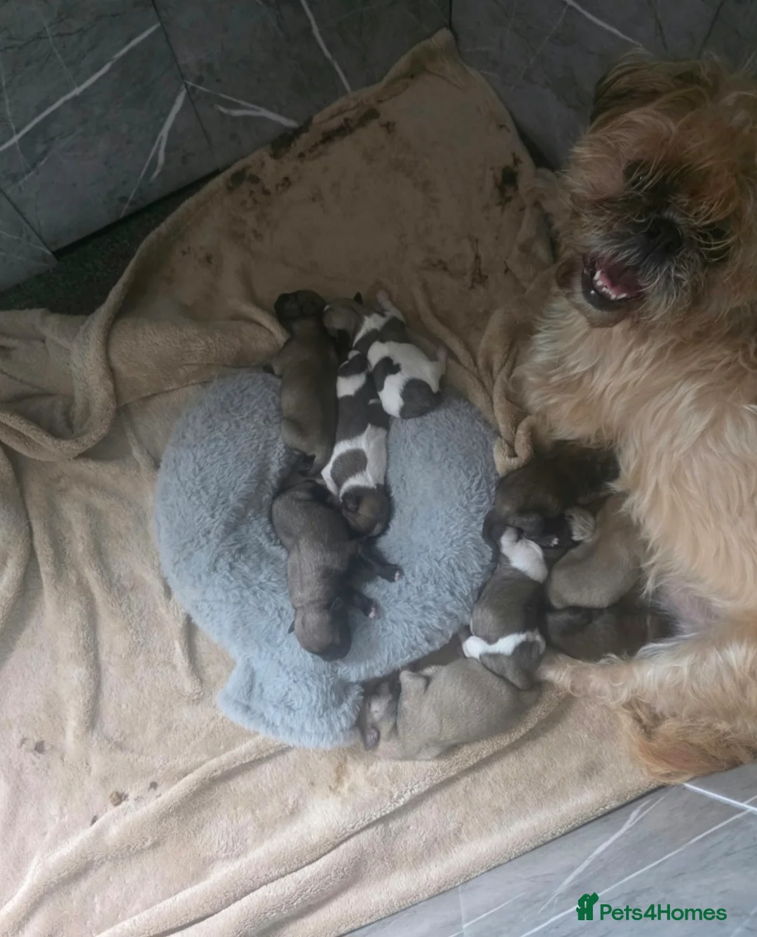 Mixed Breed dogs for sale: Jackzu puppies in Porth - Advert 2