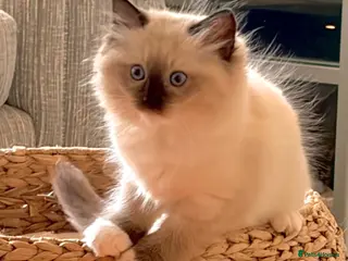 Ragdoll cats Ready in one week! Last 2 Ragdoll GCCF Kittens - Advert 2
