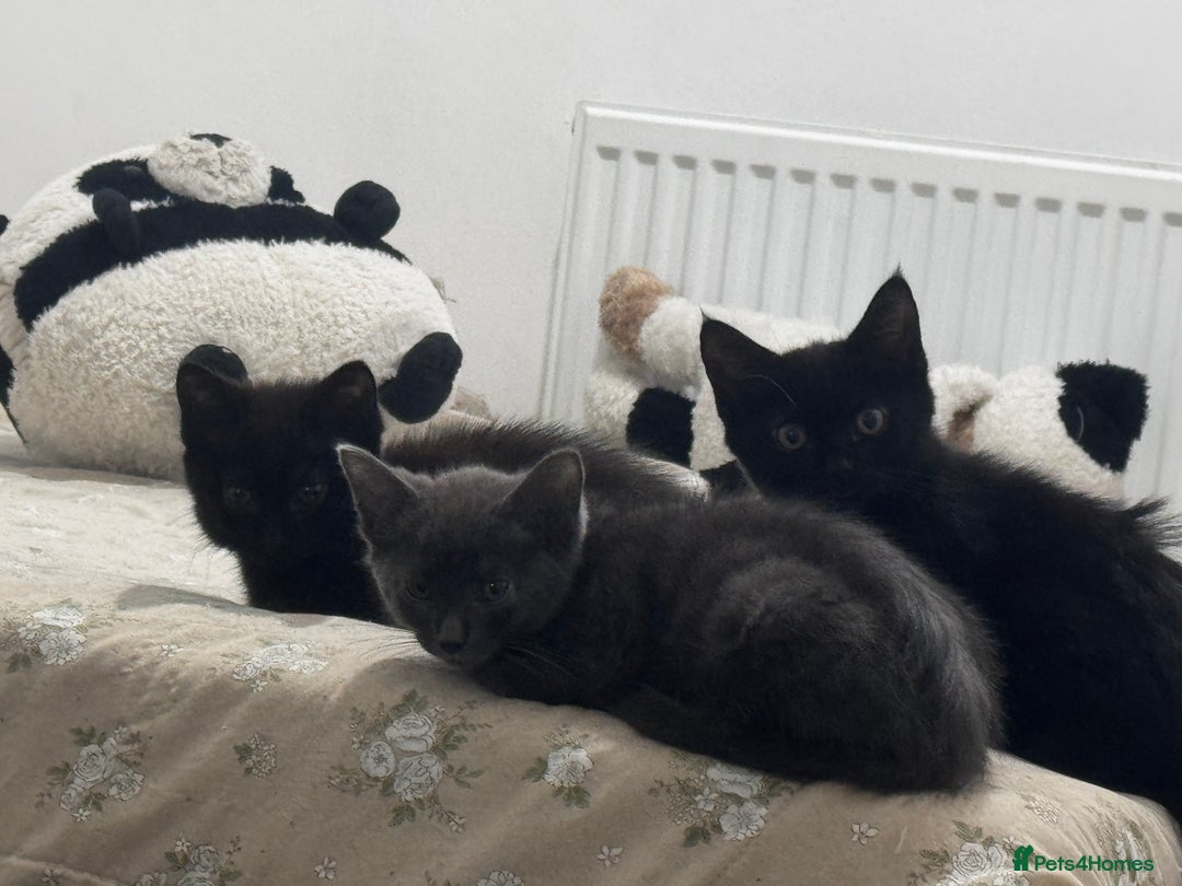 Mixed Breed cats for sale:  4 Kittens British long & short hair mixed breed. - Advert 8