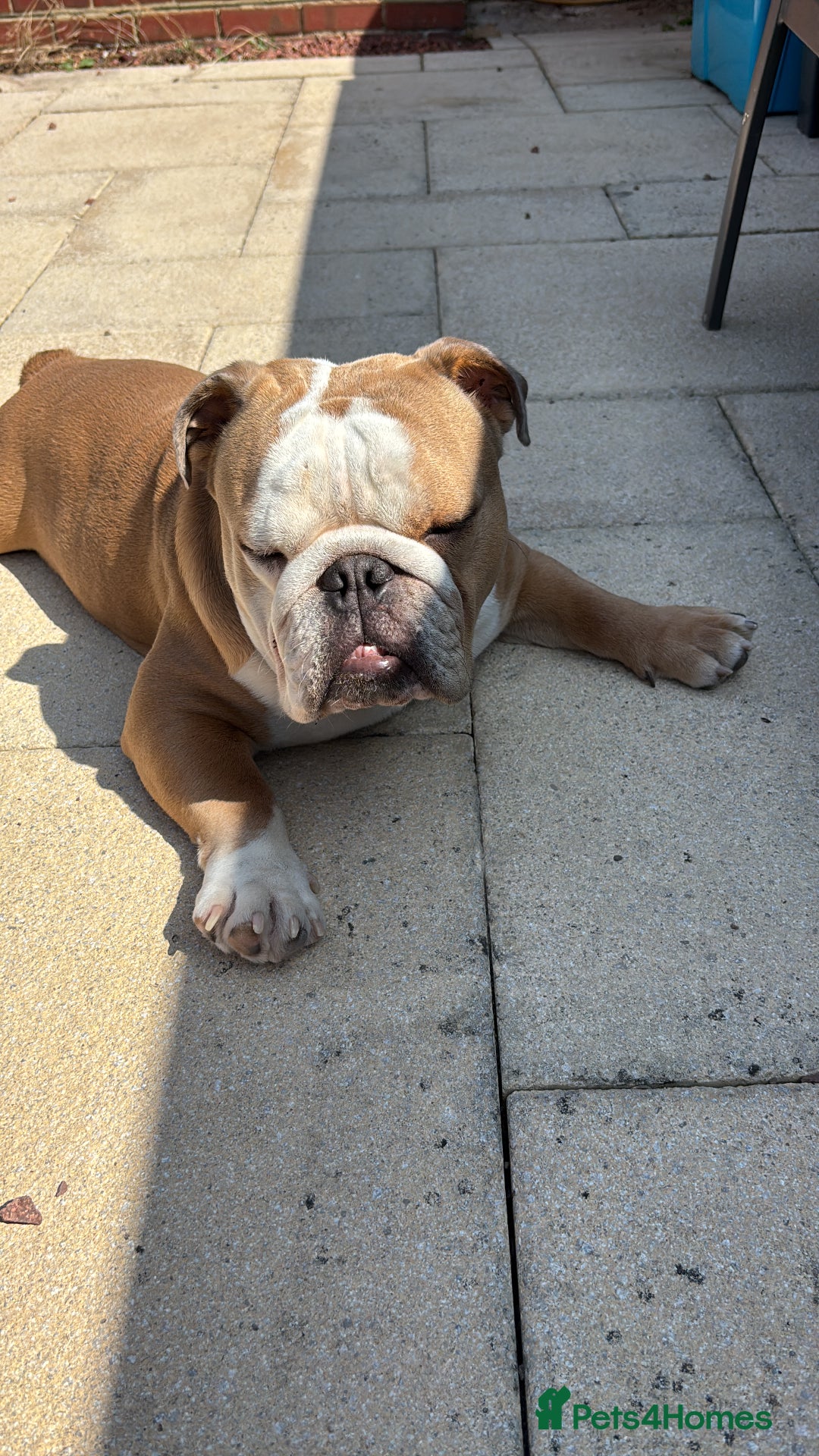 Mixed Breed dogs for sale: Very handsome bulldog - Image 3