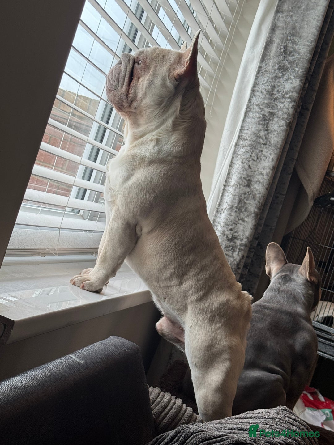 French Bulldog dogs for stud: French Bulldog Stud Ready And Waiting  - Advert 11