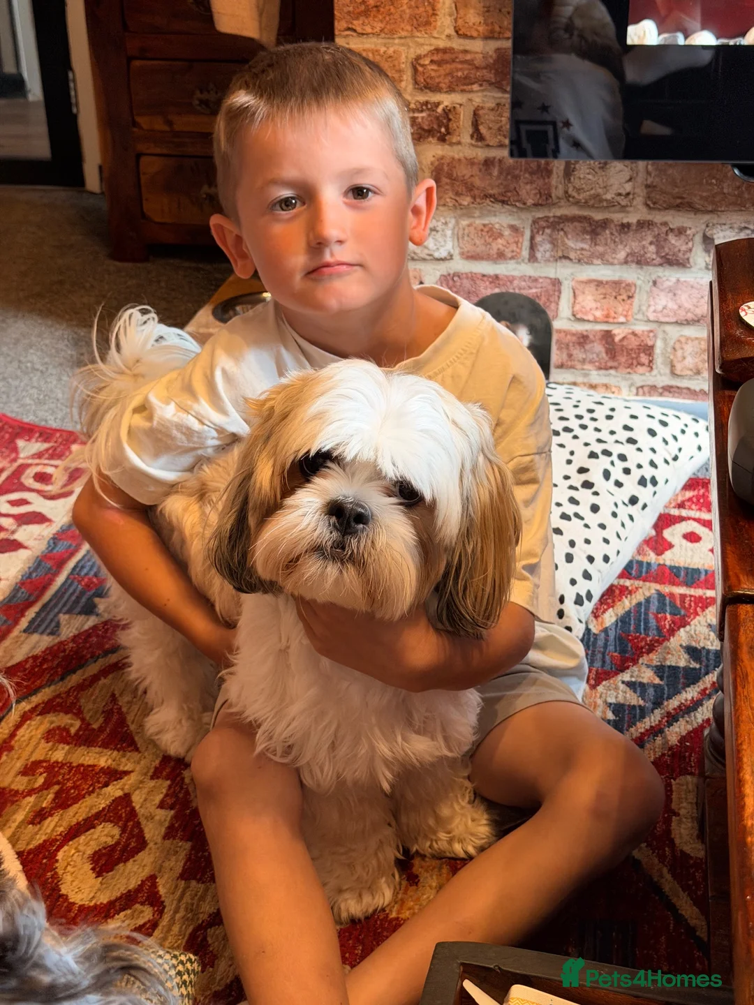 Mixed Breed dogs for sale: 14 months old Shih-apso - Advert 7