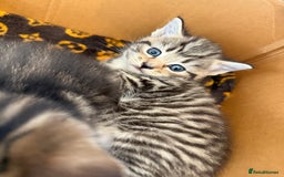 Mixed Breed cats for sale: Mixed Breed Grey and Tabby Kittens - Image 14