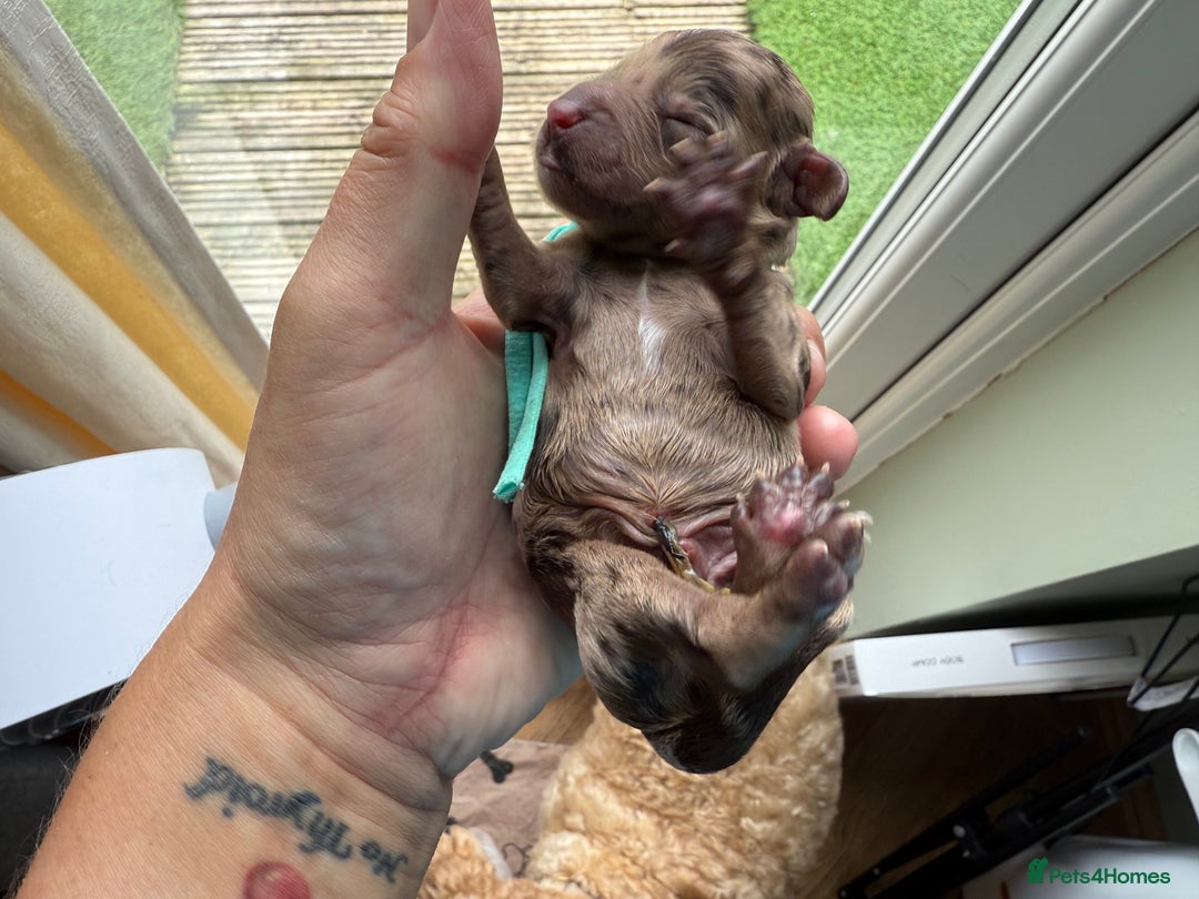 Cockapoo dogs for sale: F2bb Cockapoo Chocolate Merle Puppies  - Image 9