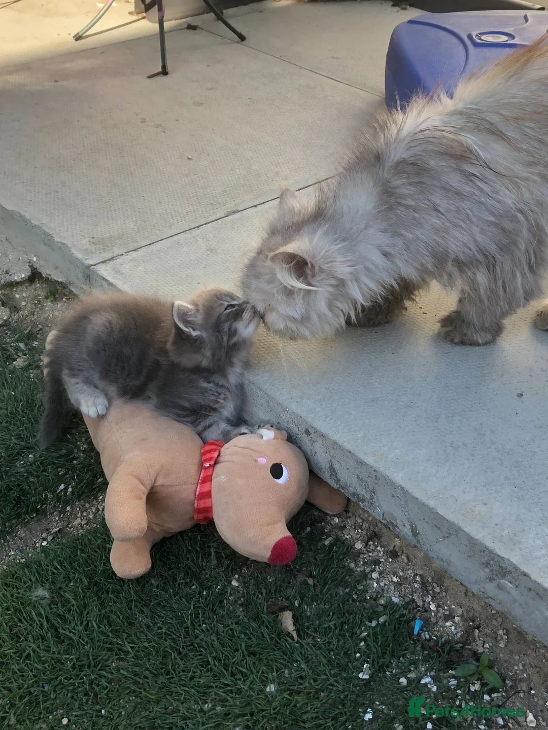Persian cats for sale: 1/2 persian kittens - Advert 1