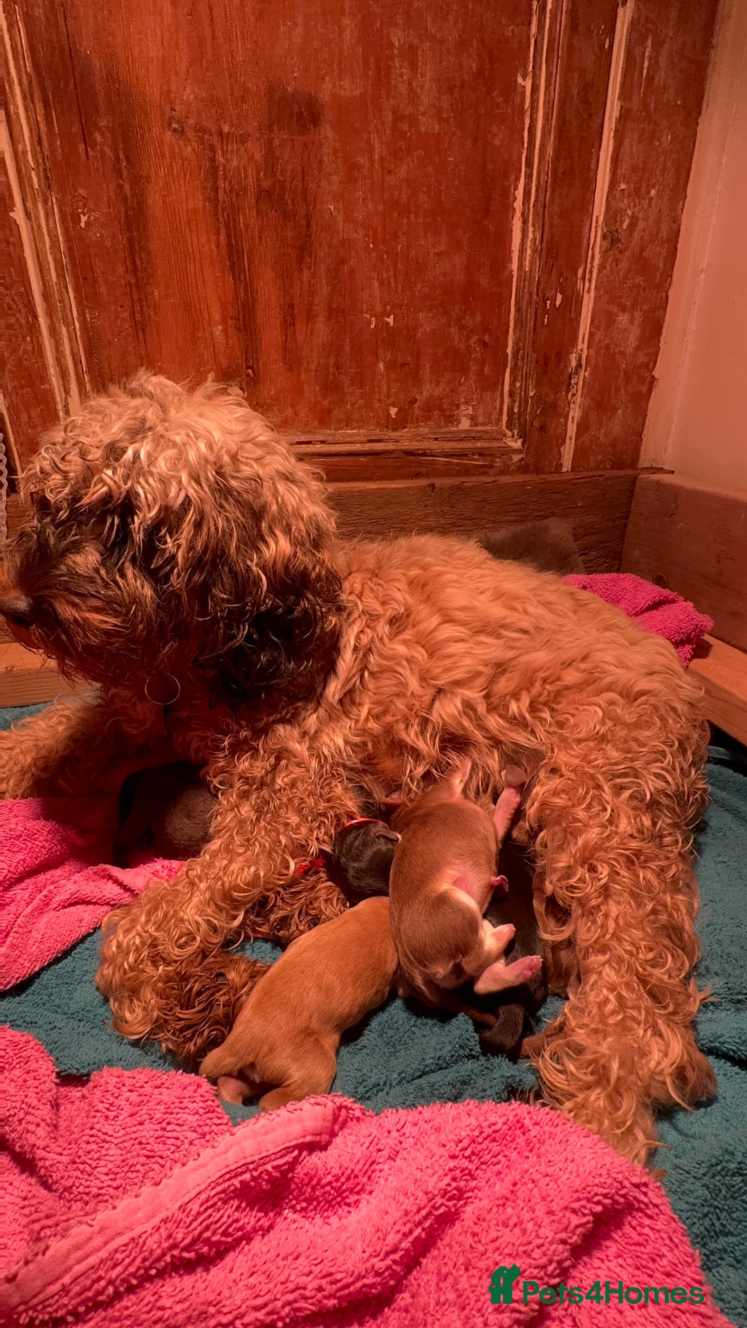 Cockapoo dogs for sale: Stable-tan-black cockapoos F2 - Advert 3