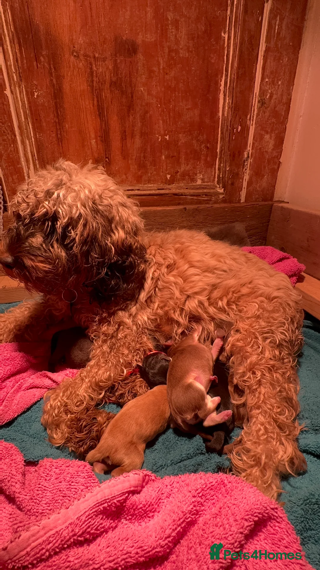 Cockapoo dogs for sale: Stable-tan-black cockapoos F2 - Advert 3