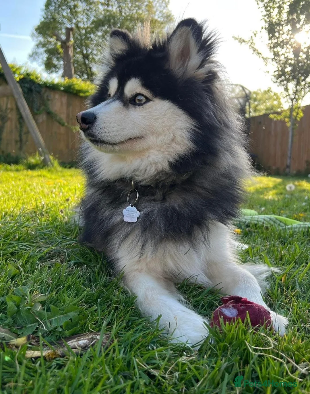 Pomsky dogs for stud: Stunning F3 pomsky male for stud - fully tested.  - Advert 2