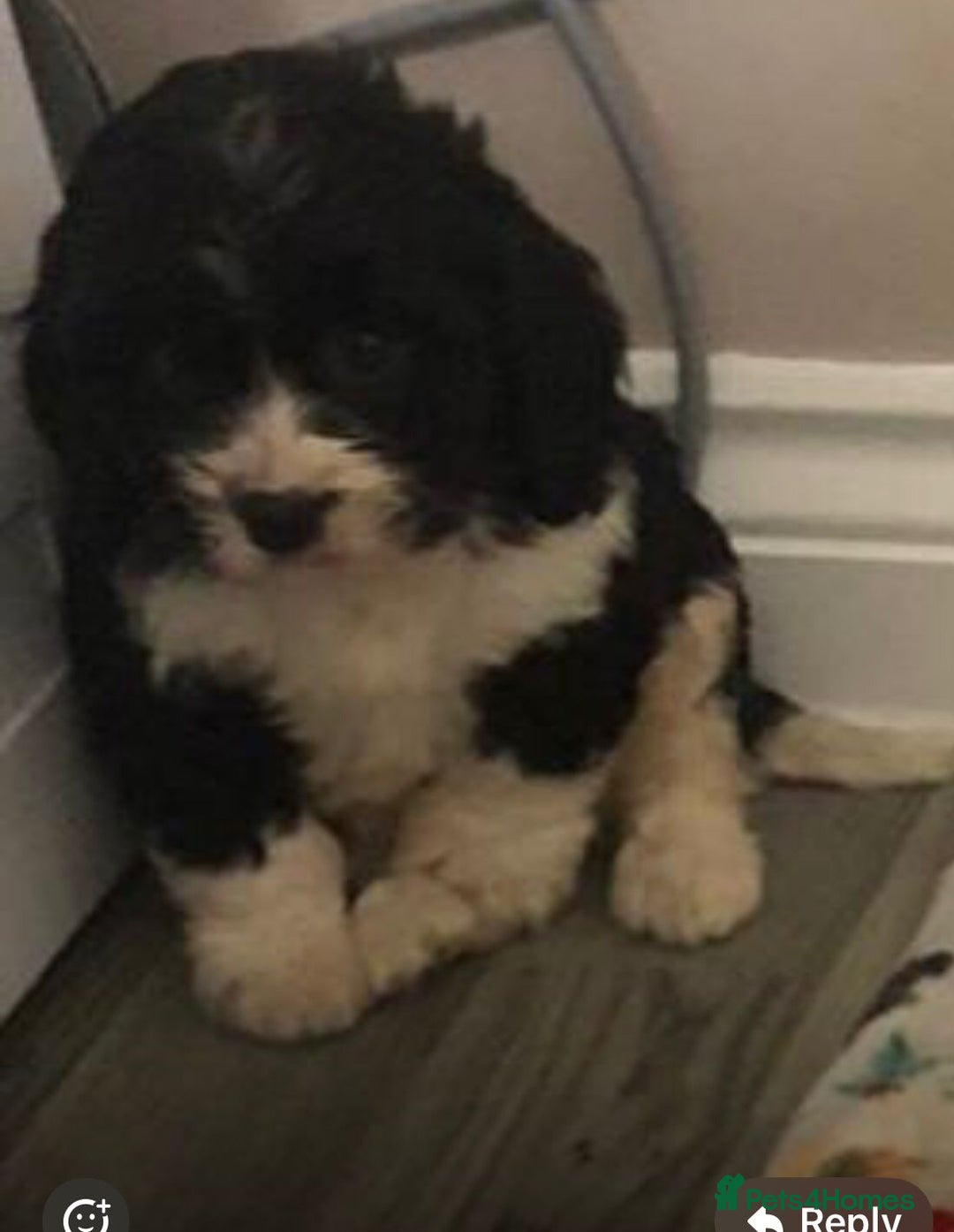 Mixed Breed dogs for sale: 4 male pups - Advert 5