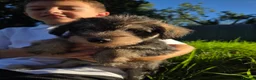 Schnoodle dogs for sale: Beautiful schnoodle puppies  - Advert 8
