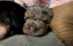 Mixed Breed dogs for sale: Stunning jack Russel cross staffy - Image 9