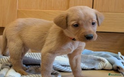 Labrador Retriever dogs for sale: Stunning litter of Labrador retriever pups  - Advert 15