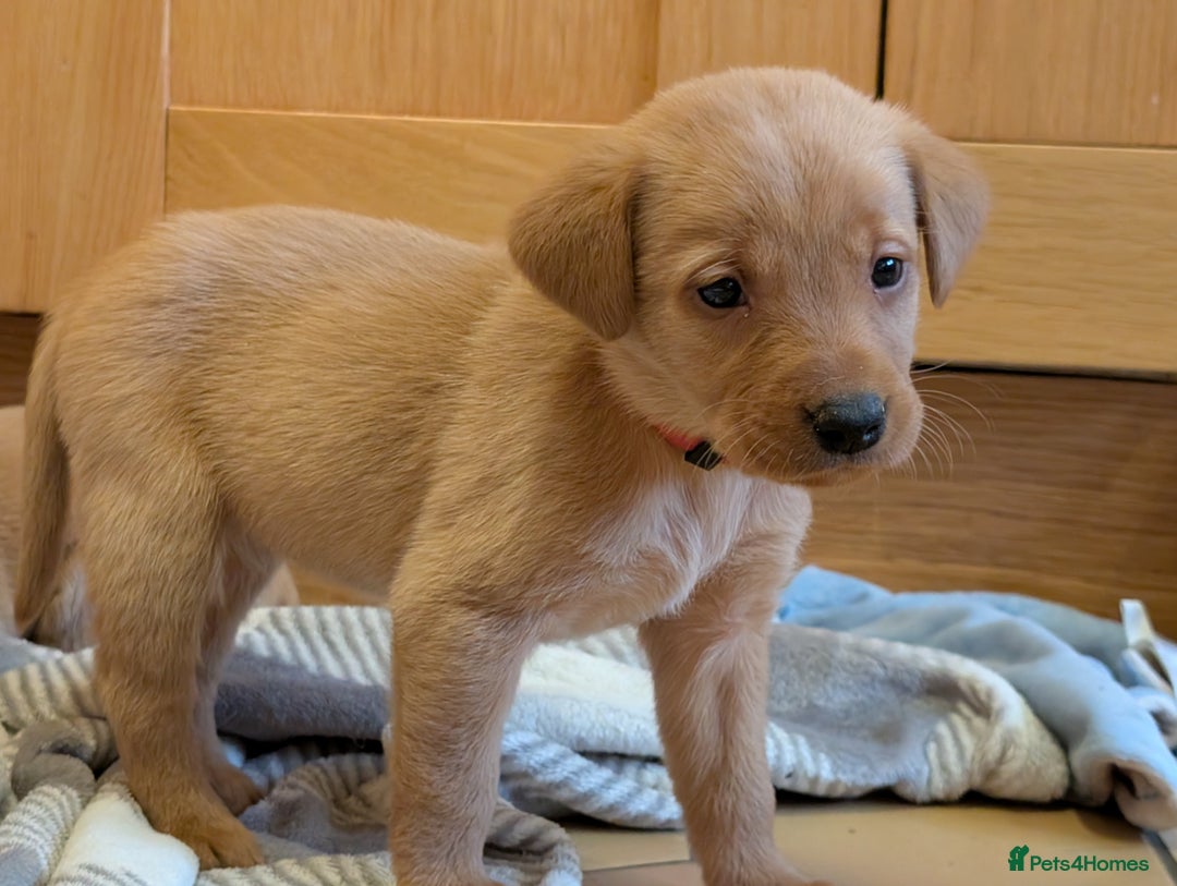 Labrador Retriever dogs for sale: Stunning litter of Labrador retriever pups  - Advert 15