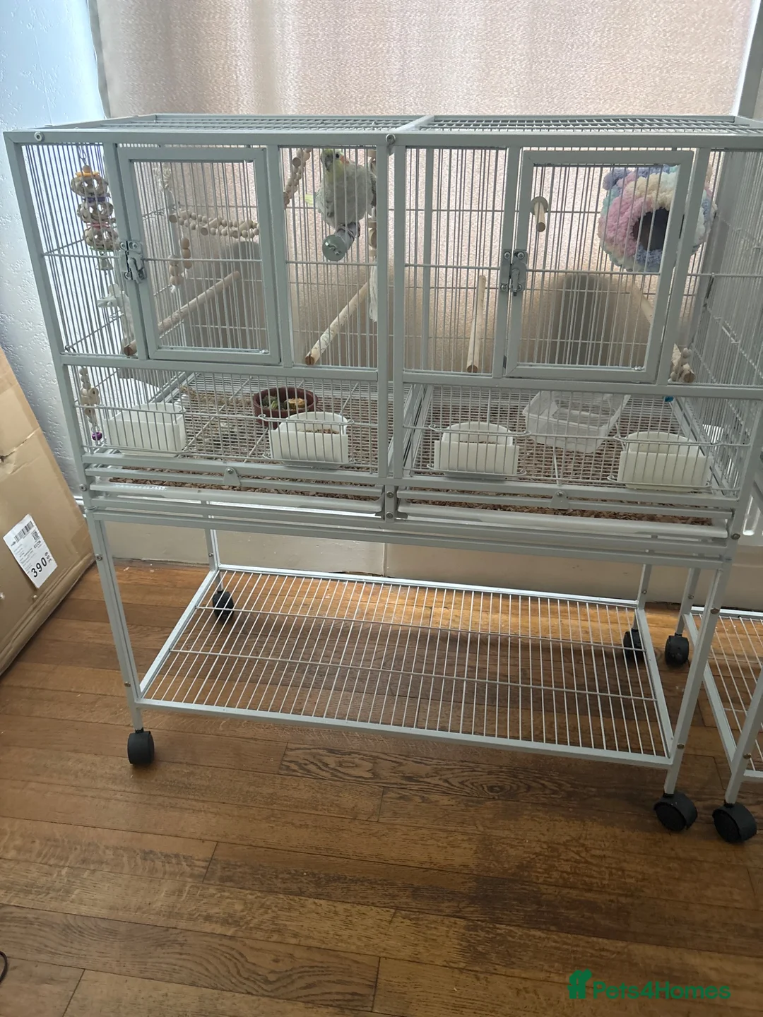 Cockatiels birds for sale: Hand tame cockatiel in Stockport - Advert 2