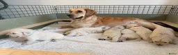 Golden Retriever dogs for sale: Beautiful KC Registered Golden retriever puppies - Advert 6