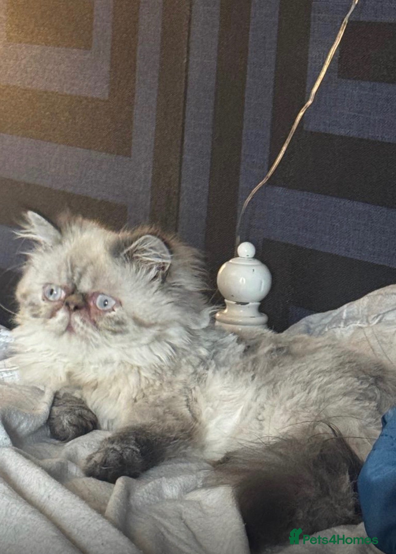 Himalayan cats Stunning Himalayan Persians - Advert 1