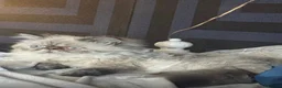 Himalayan cats for sale: Stunning Himalayan Persians - Advert 1