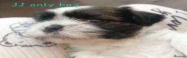 J J