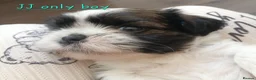 Shih Tzu dogs for sale: Beautiful shih Tzu puppies for sale  in Newport - Advert 8