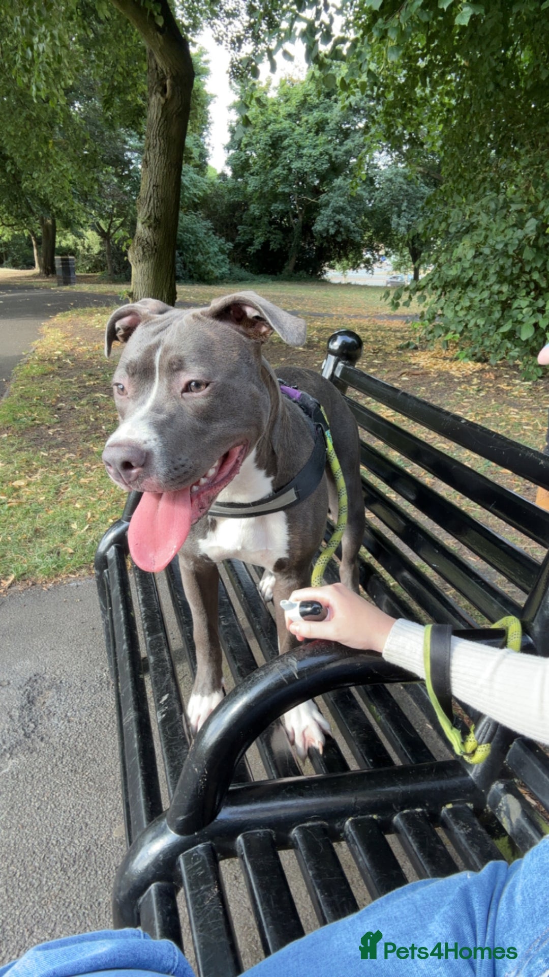Mixed Breed dogs for sale: Rosie looking for a new forever home  - Image 8