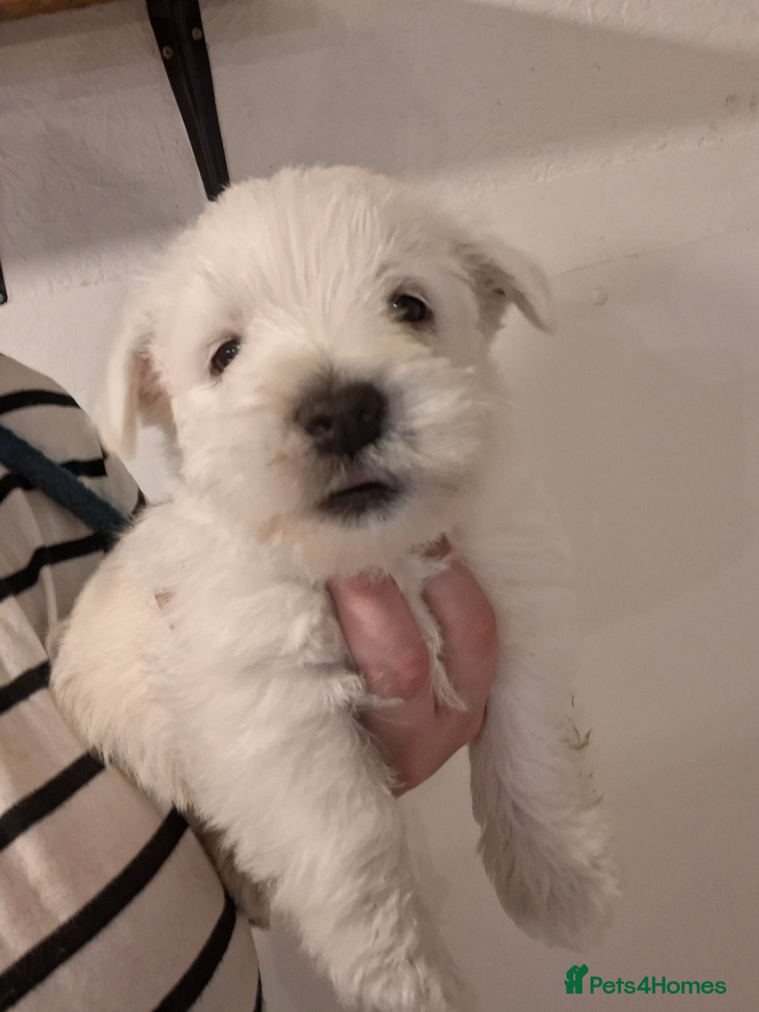 West Highland Terrier dogs Gorgeous kc reg westie pups - Advert 3