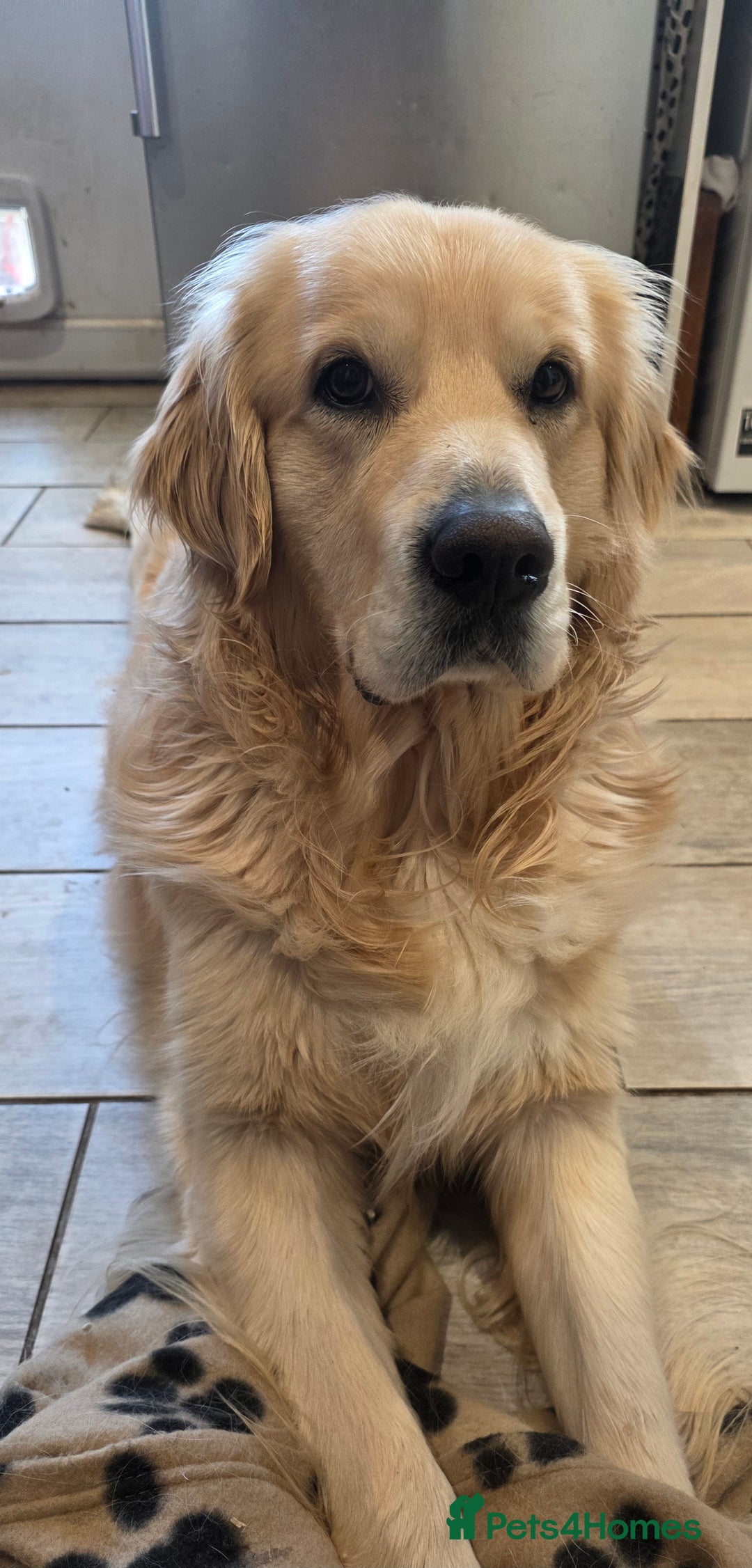 Golden Retriever dogs for sale: Golden retriever for rehoming - Advert 2