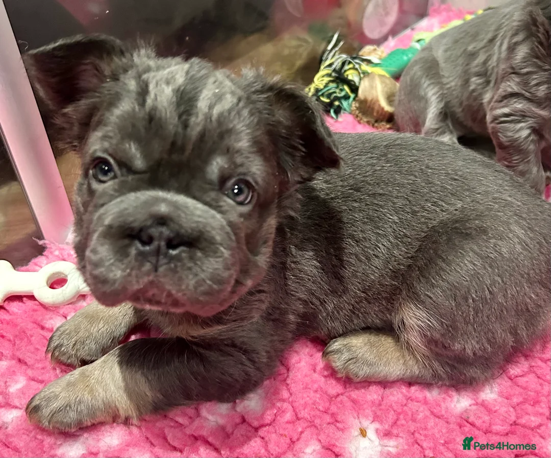 French Bulldog dogs for sale: Fluffy French bulldogs  ** s carrying pink - Advert 15