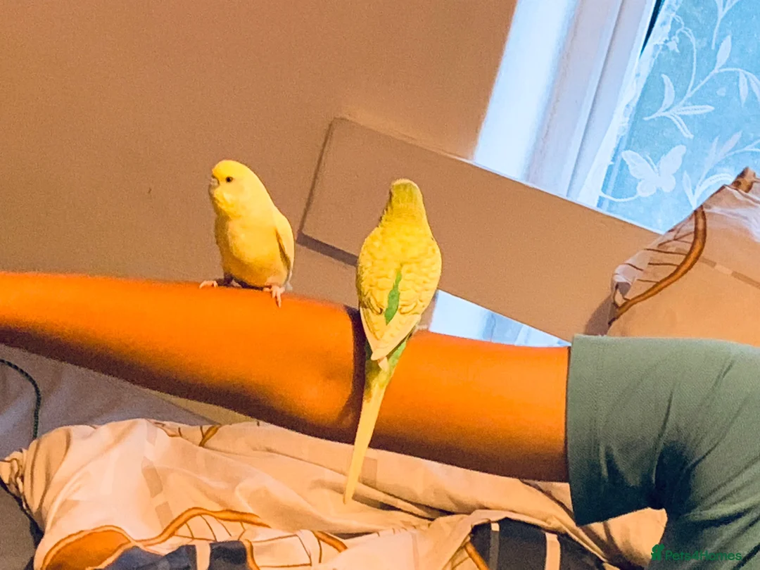 Budgerigars birds for sale: Pair of bonded budgerigars in Chesham - Advert 4