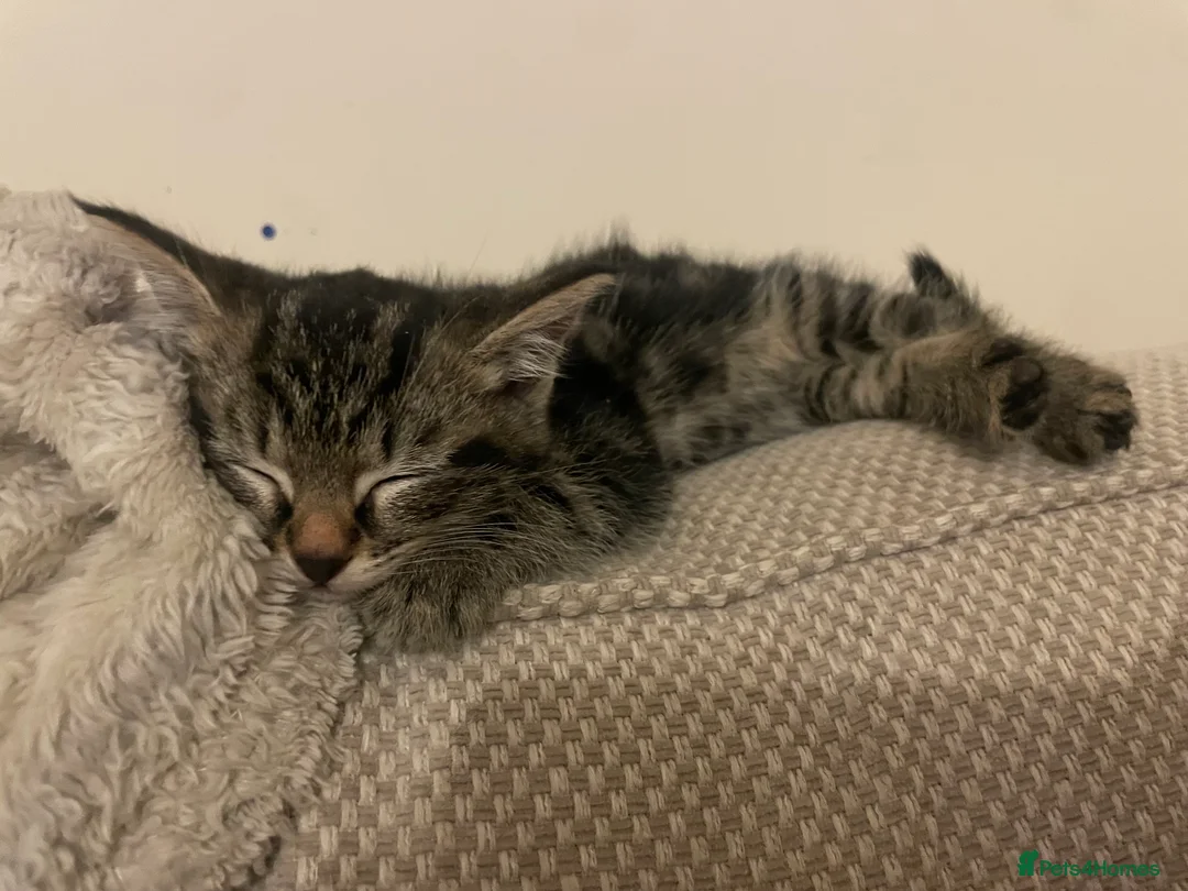 Mixed Breed cats for sale: 2 Tabby Kittens and 1 Black kitten for sale in Guildford - Advert 12
