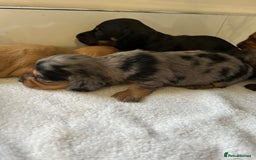 Miniature Dachshund dogs for sale: Miniature dachshunds  - Image 2