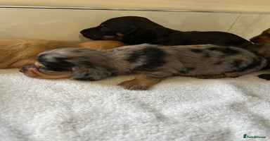 Miniature Dachshund dogs - Advert 3