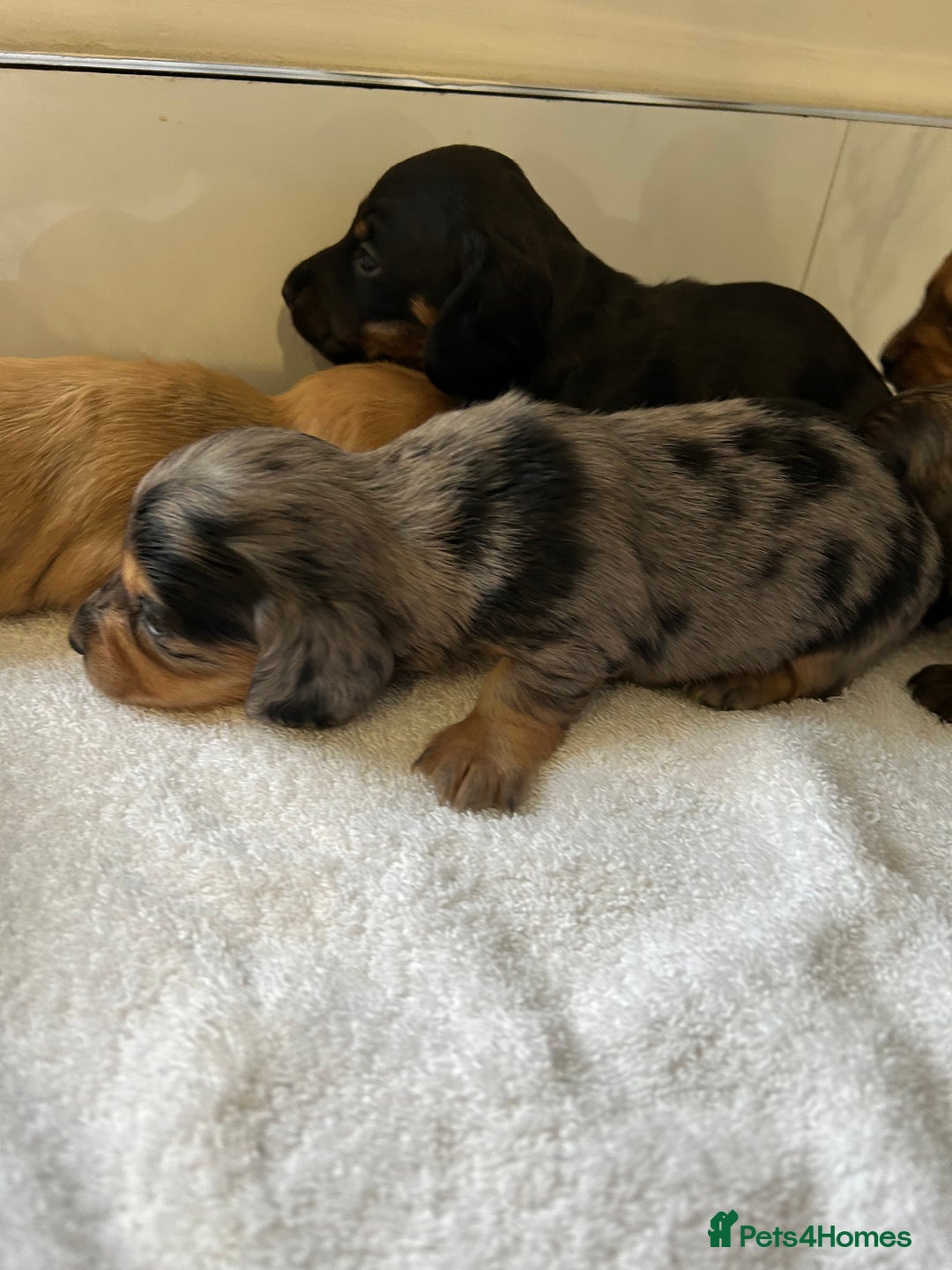 Miniature Dachshund dogs for sale: Miniature dachshunds  - Image 2