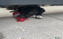 Borador dogs for sale: Labrador/border collie boy - Image 3
