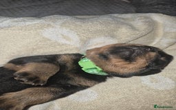 Rottweiler dogs for sale: 4 beautiful rottweiler puppies - Advert 15