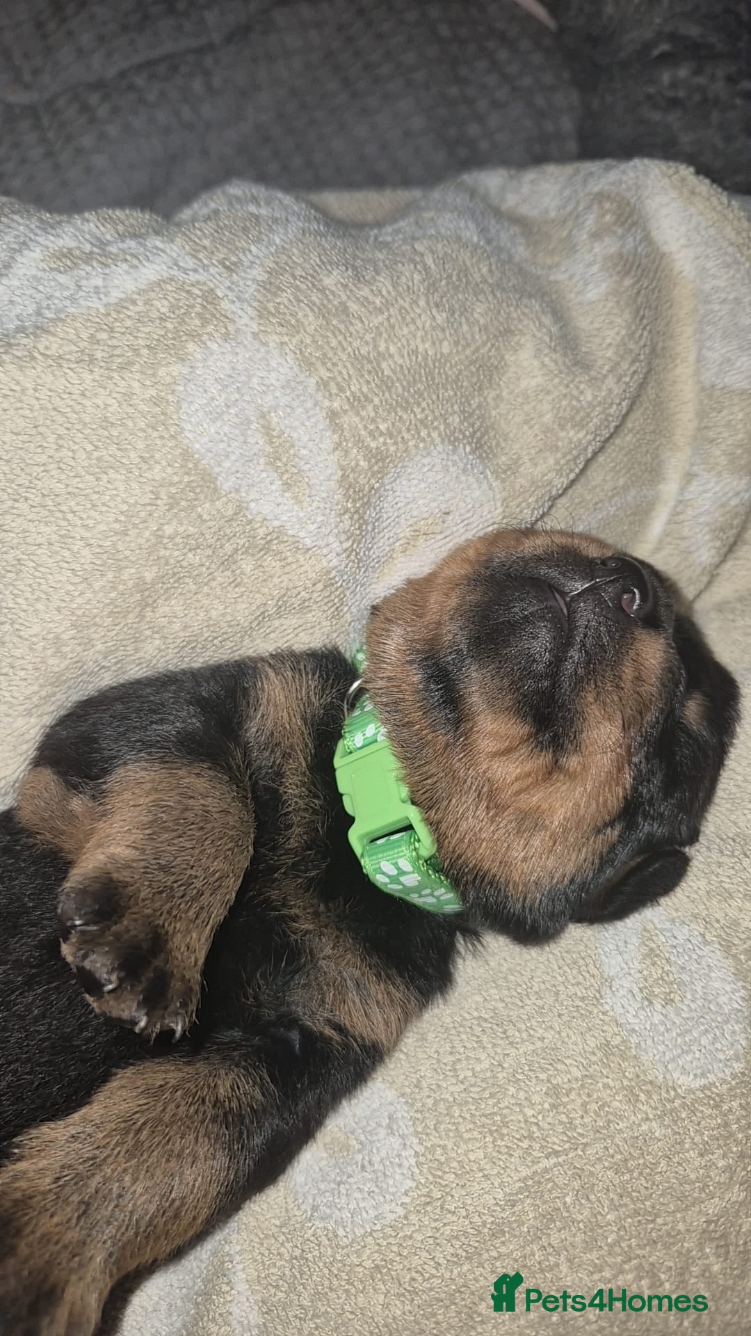 Rottweiler dogs for sale: 4 beautiful rottweiler puppies - Advert 15