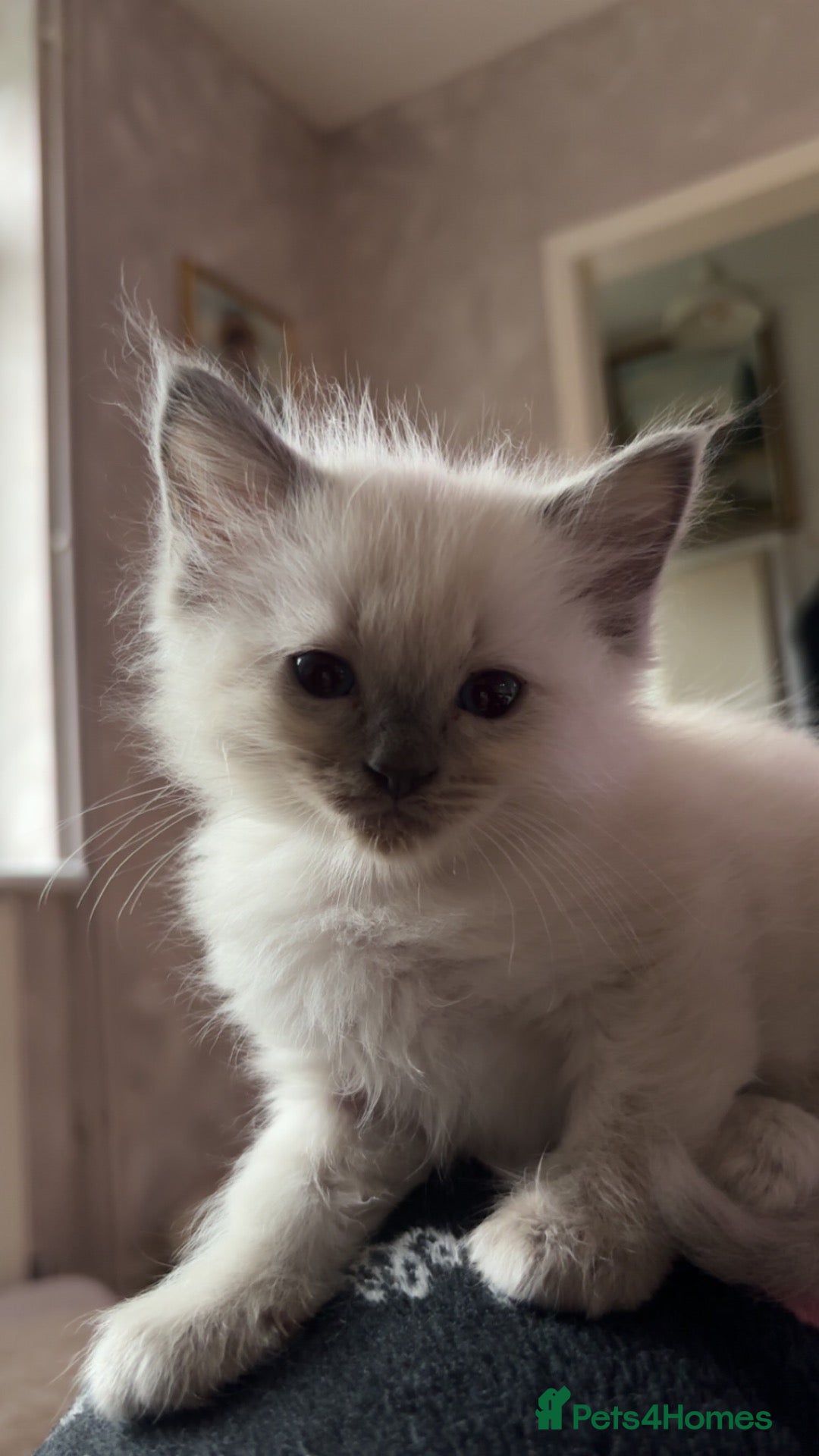 Ragdoll cats 7 Gorgeous ragdoll cross kittens 🤍 - Advert 2