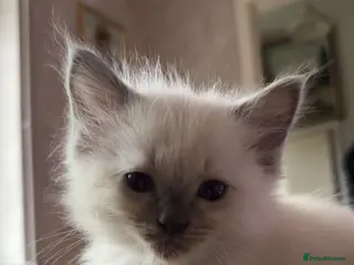 Ragdoll cats 7 Gorgeous ragdoll cross kittens 🤍 - Advert 2