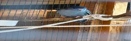 Parakeets birds for sale: Proven pair of Linnies - Advert 5