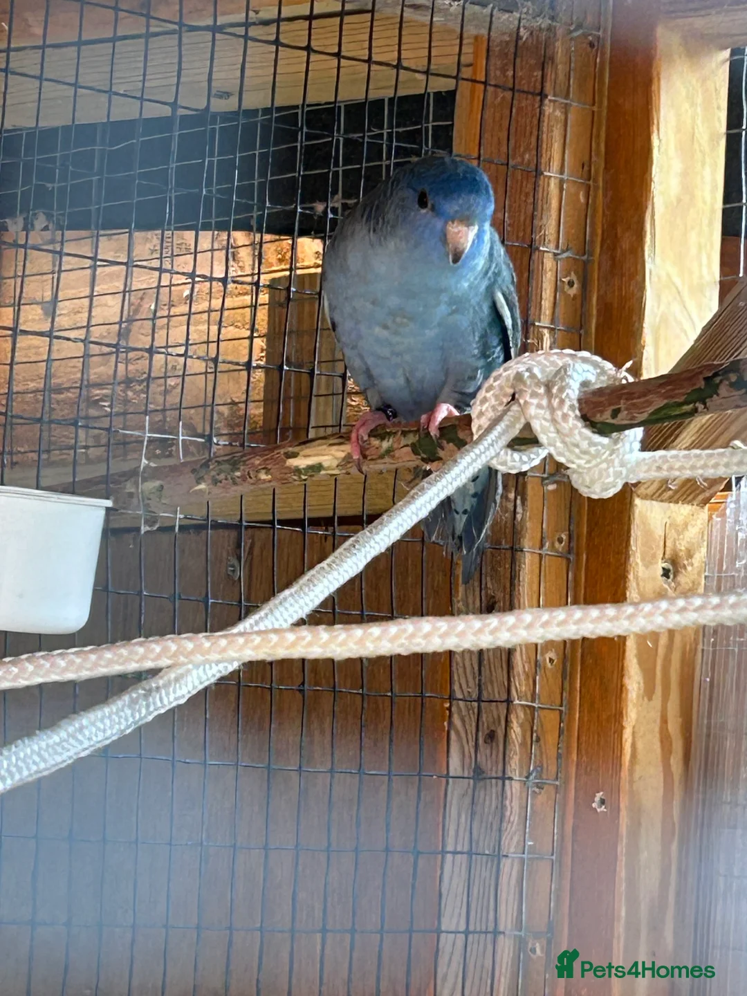 Parakeets birds for sale: Proven pair of Linnies - Advert 5