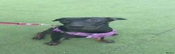 Mixed Breed dogs for sale: Nyla (malanois, Doberman, lurcher mix) in Leeds - Advert 5