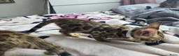 Bengal cats for sale: 😺5 Exceptional Bengal Kittens 😸 male - Advert 5