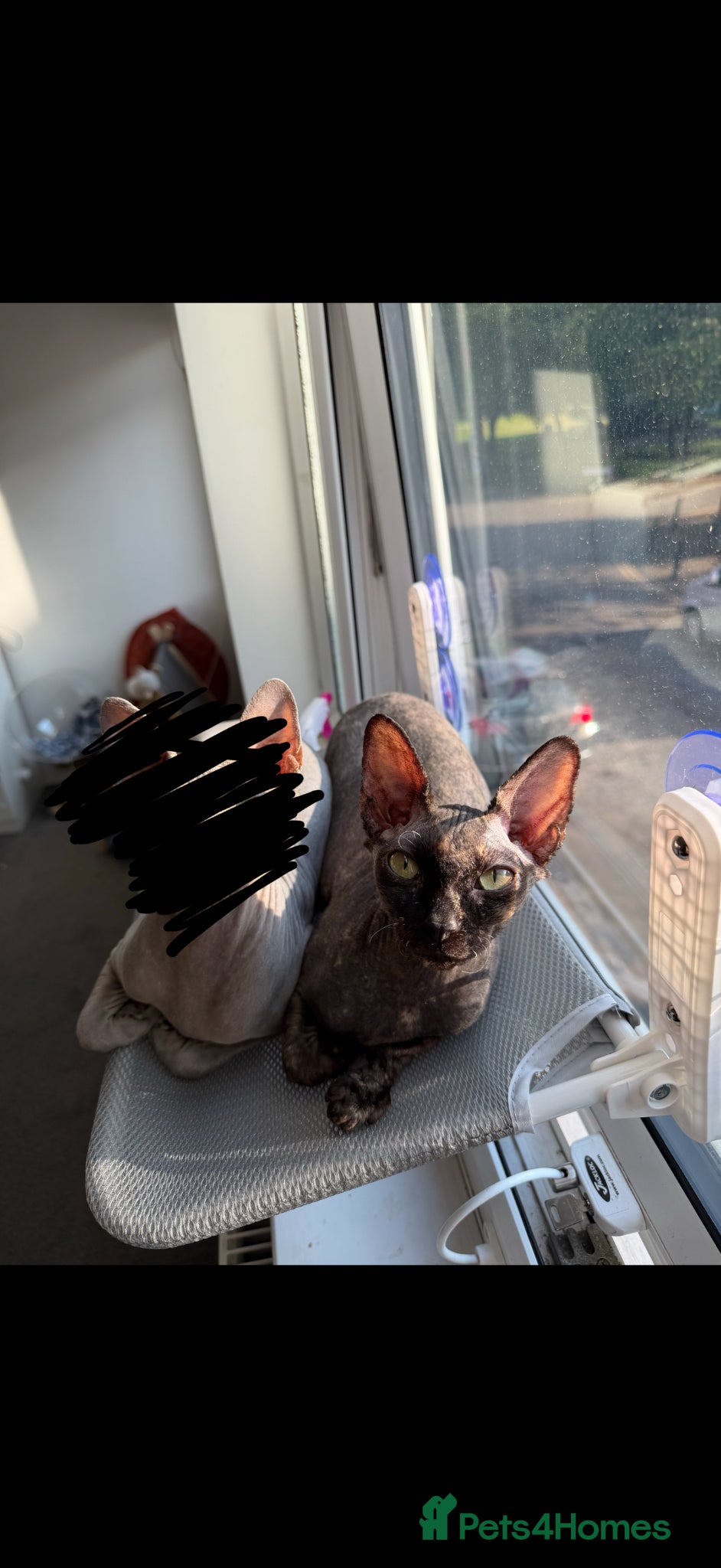 Sphynx cats Black Sphynx Tortoiseshell Cat - Advert 4