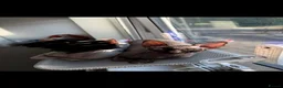 Sphynx cats for sale: Black Sphynx Tortoiseshell Cat - Advert 1
